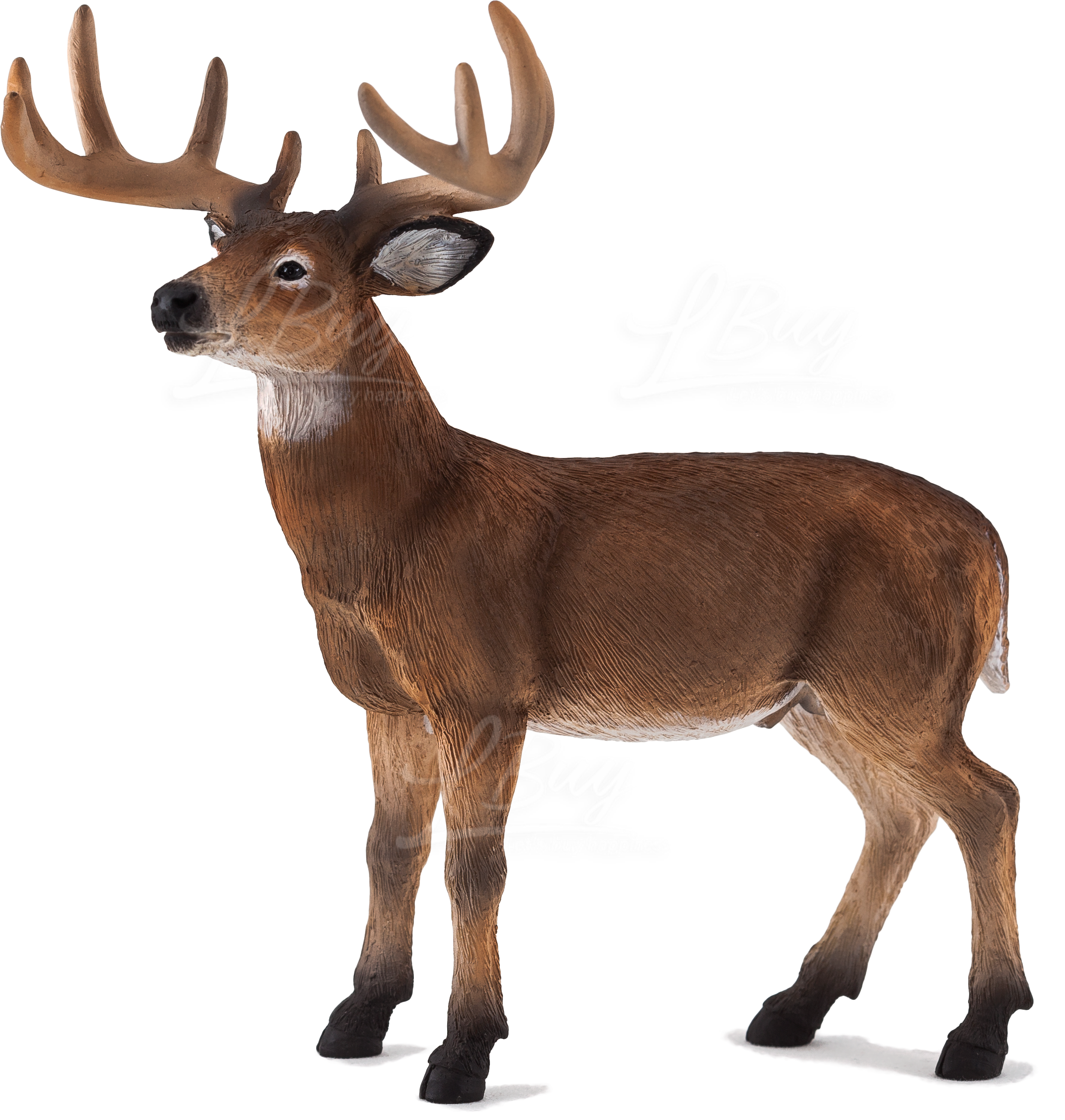 White Tailed Deer Buck