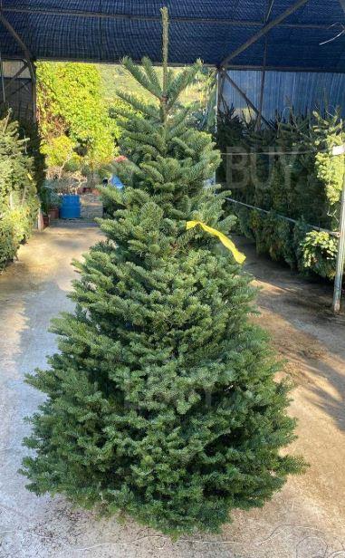 Noble Fir 真聖誕樹 (美國直送) (5-6 feet)